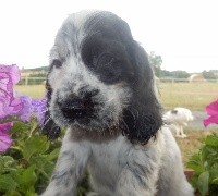 du lagon d'amour - Cocker Spaniel Anglais - Portée née le 24/05/2017