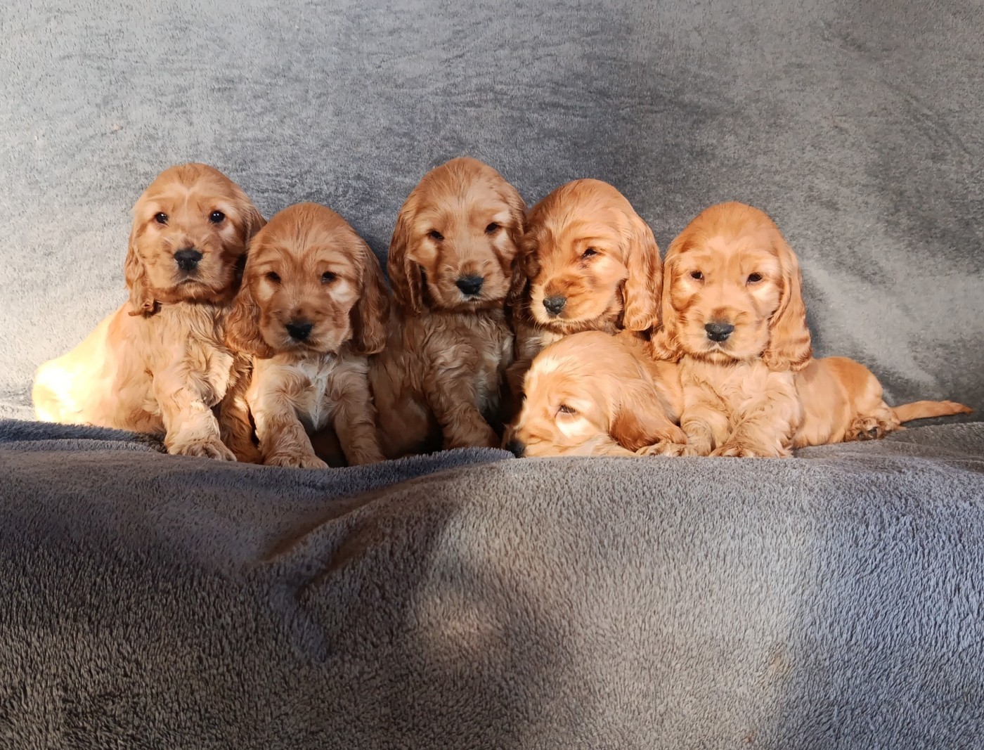 du lagon d'amour - Cocker Spaniel Anglais - Portée née le 02/01/2026