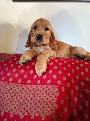 BAIKO