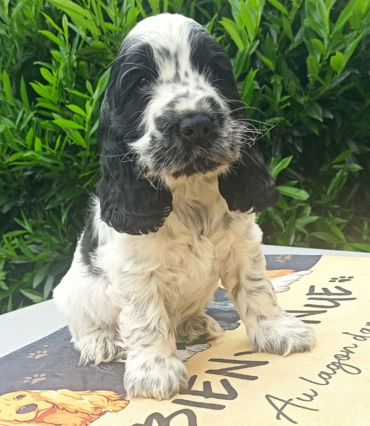 du lagon d'amour - Chiots disponibles - Cocker Spaniel Anglais